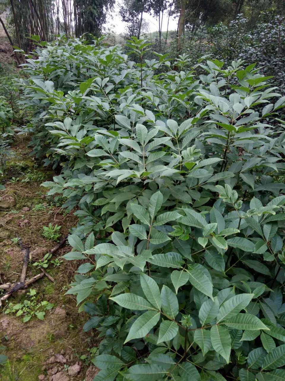 吳茱萸苗
